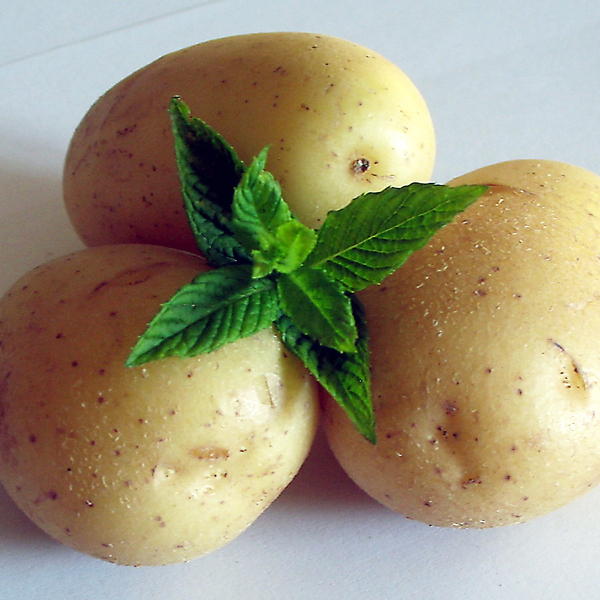 BIOX M, l’antigermogliante naturale per la conservazione delle patate